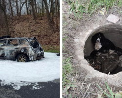 Car Fire Leads to a Miracle Rescue of a Long-Lost Dog