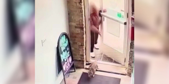 Security Camera Captures Moment Cat Is Abandoned At Café — But Her Story Has A Happy Ending