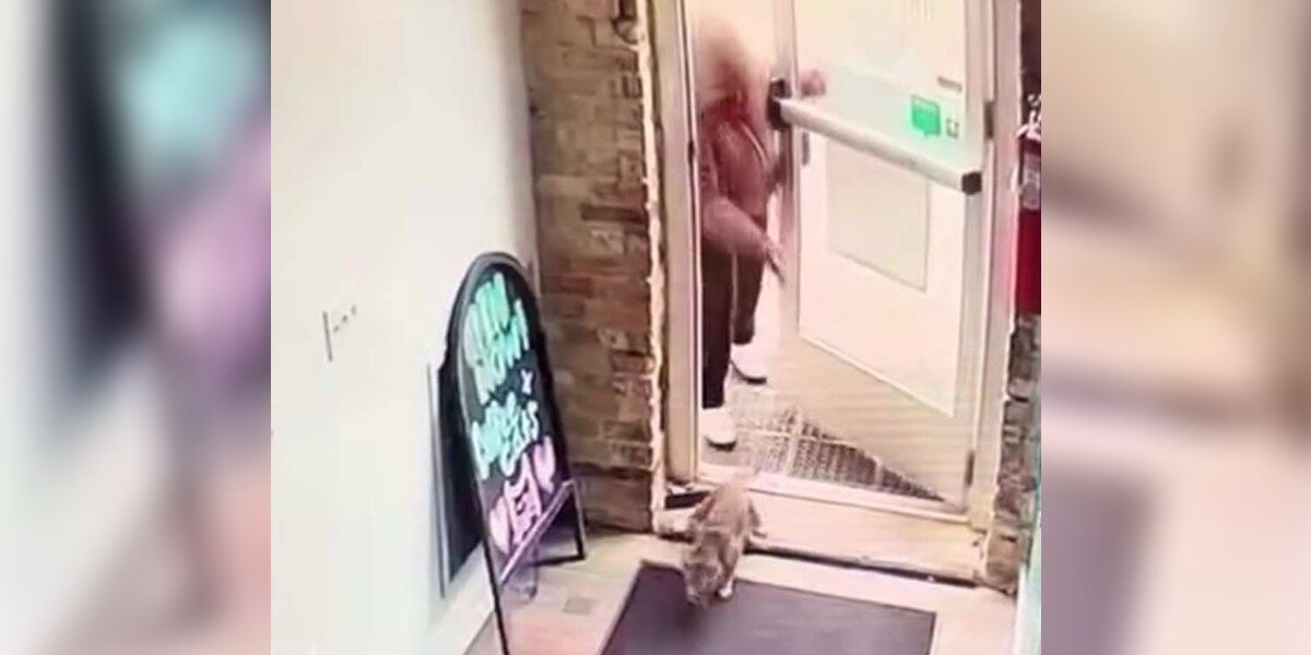 Security Camera Captures Moment Cat Is Abandoned At Café — But Her Story Has A Happy Ending