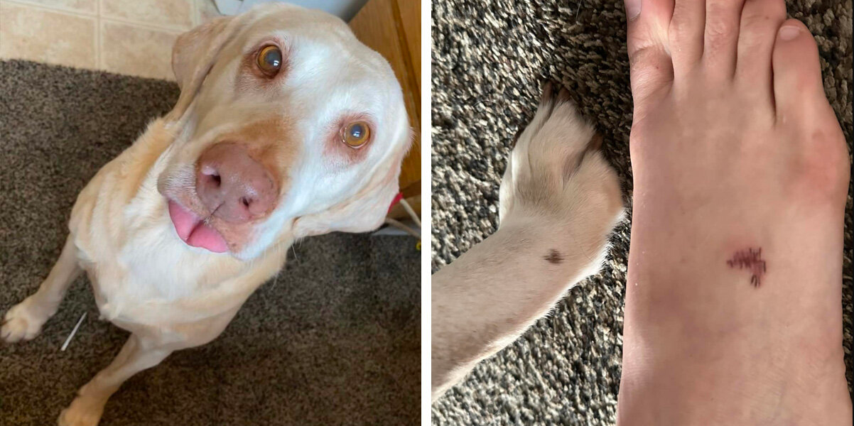 Family Honors Their Beloved Senior Dog With A Sweet, Lasting Tribute