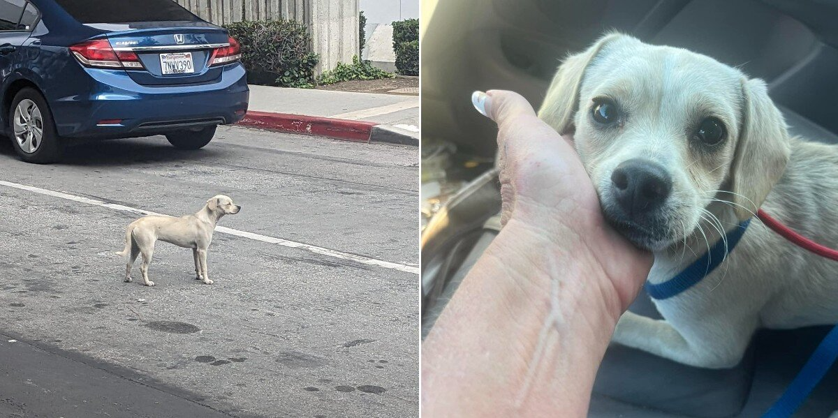 Devoted Dog Waits 10 Days Outside Hospital, Hoping to See Her Owner Again