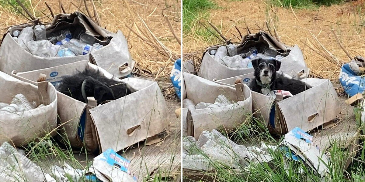 Senior Dog Left Behind by Family Waits in an Empty Box for Their Return
