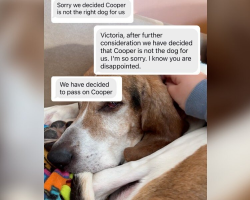 Foster Mom Reveals the Heartbreaking Rejections a Senior Shelter Dog Has Faced Over 9 Months