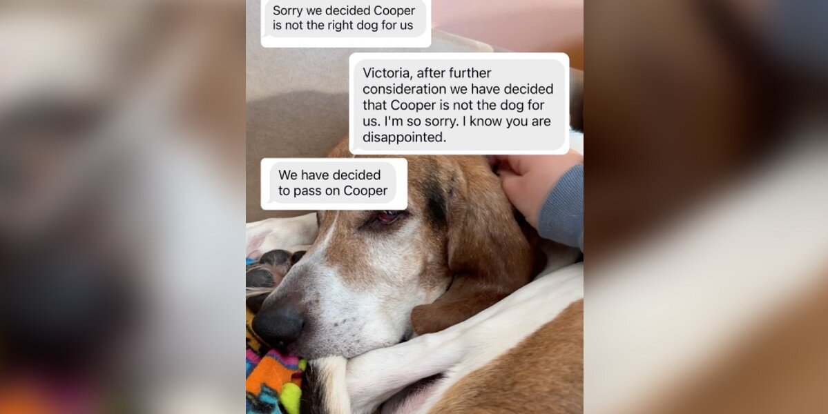 Foster Mom Reveals the Heartbreaking Rejections a Senior Shelter Dog Has Faced Over 9 Months