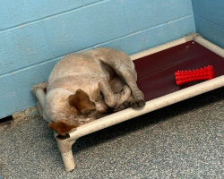 Heartbroken Shelter Dog Cries Alone After Her Brother’s Adoption — Until Her Own Happy Ending