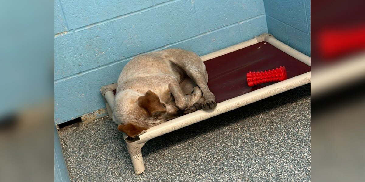Heartbroken Shelter Dog Cries Alone After Her Brother’s Adoption — Until Her Own Happy Ending