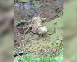 Rescuers Rush to Save “Dog” in Ditch — And Find a Hilarious Surprise Instead