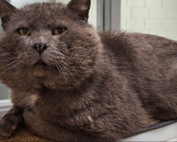 Sweet Shelter Cat With Giant Cheeks Is Looking for His Forever Home