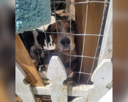 Timid Dogs Peer Through Fence, Hoping Someone Will Rescue Them