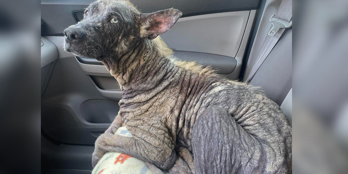 Stray Dog With 'Stone' Skin Transforms Into a Fluffy Husky in Just Weeks