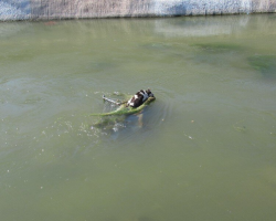 Tiny Dog Clings To Shopping Cart In Raging Canal Until Heroes Save Her