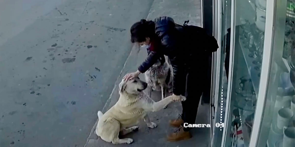 Security Camera Captures Kind Woman Stopping to Show Stray Dogs They're Loved