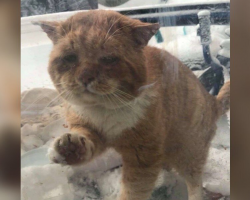 Stray Cat Knocks On Woman’s Door, Begging To Be Let In From The Freezing Cold