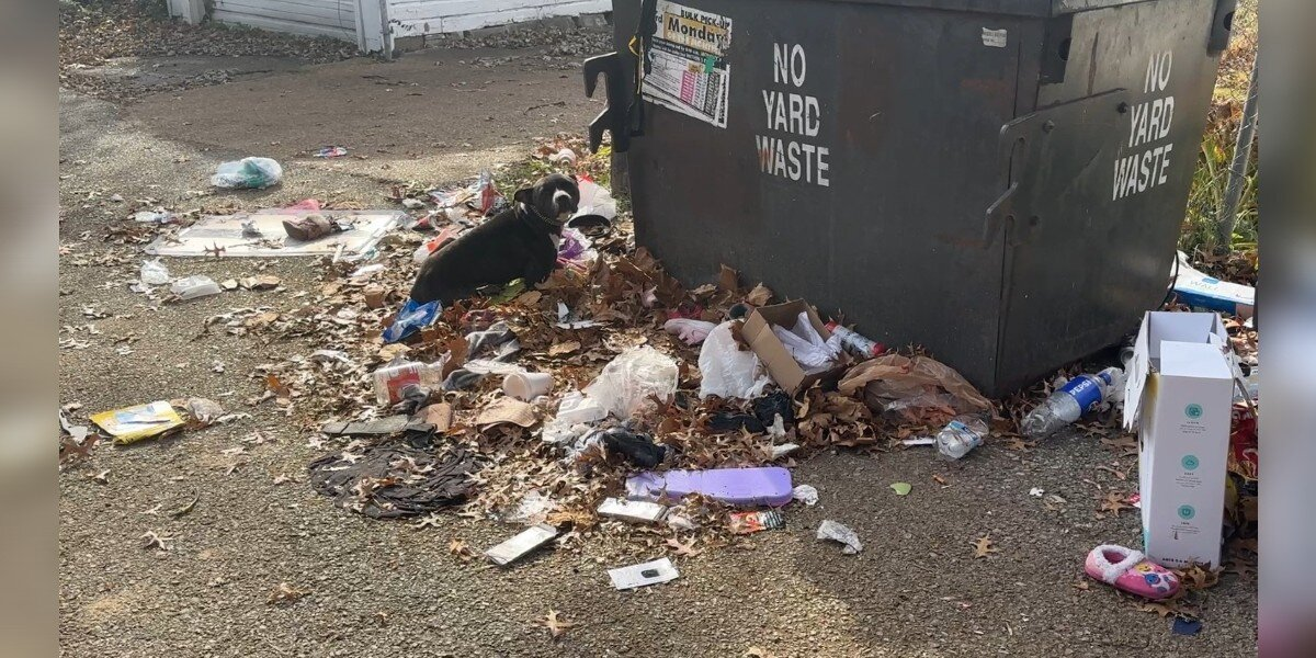 Rescuers Freeze When They See a Helpless Dog Tied to a Dumpster