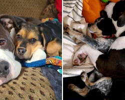 Gentle Giant Dog Has a Gift for Calming Scared Foster Puppies