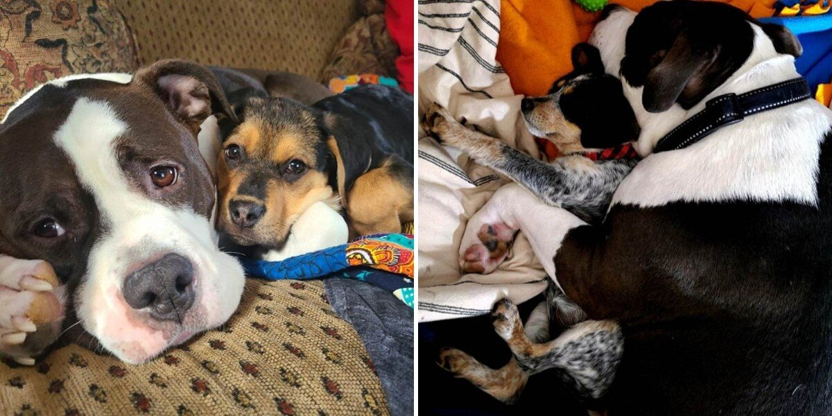 Gentle Giant Dog Has a Gift for Calming Scared Foster Puppies