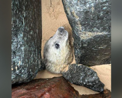 Woman Walking on the Beach Spots a Hidden Face Among the Rocks — Then Realizes It’s a Seal in Desperate Need