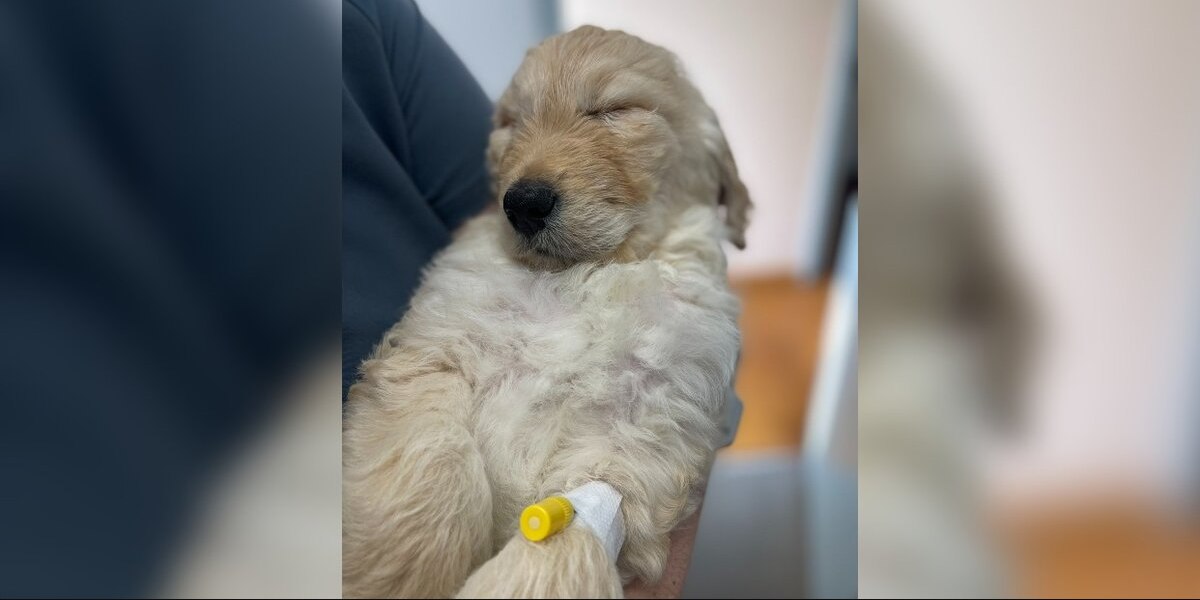 His Family Asked the Vet to Euthanize Their Sick Puppy — Instead, He Gave Him a New Life