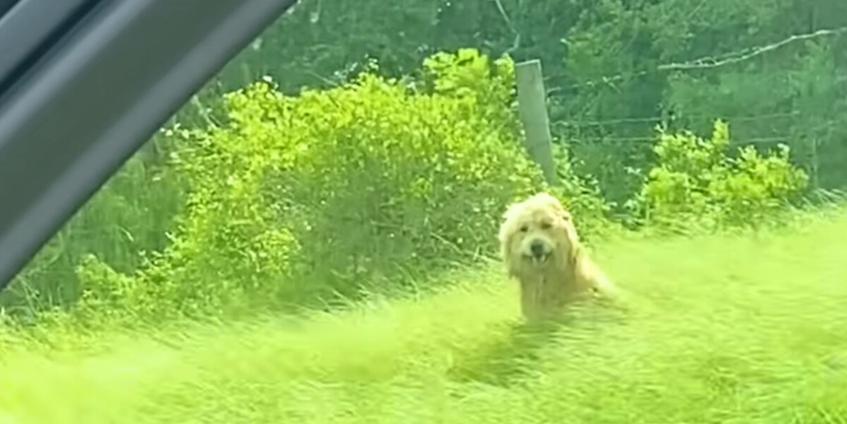 Abandoned Dog Waits Patiently by the Highway — Until the Right Car Stops