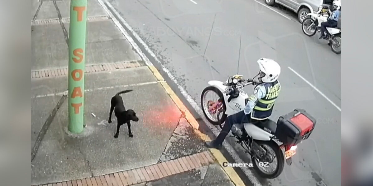 Camera Catches Traffic Cop’s Quiet Act of Kindness for Lonely Stray Dog