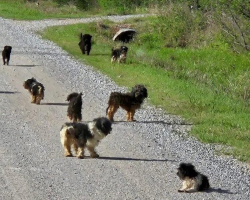 Driver Shocked as 12 Frightened Puppies Suddenly Appear in the Road