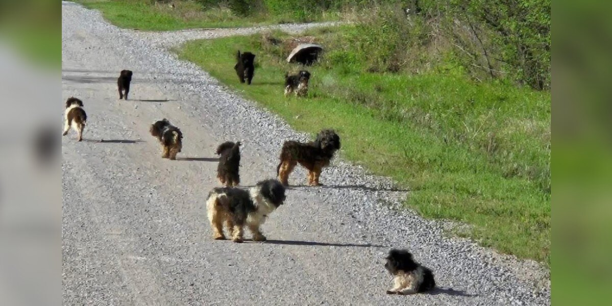 Driver Shocked as 12 Frightened Puppies Suddenly Appear in the Road