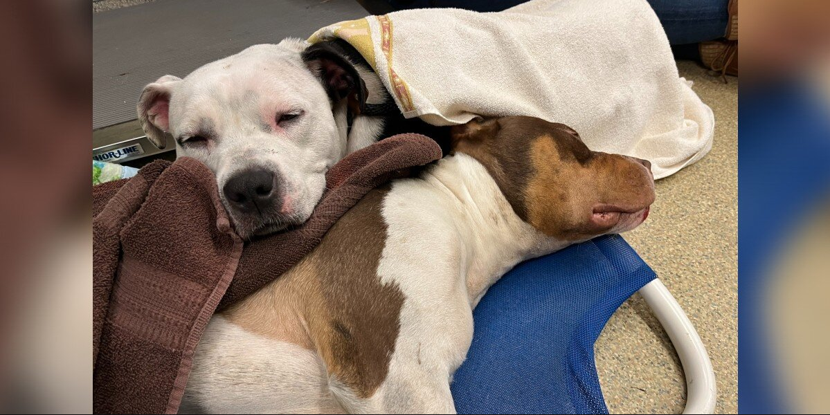 Devoted Dog Refuses to Leave Her Best Friend’s Side — Even in His Final Moments