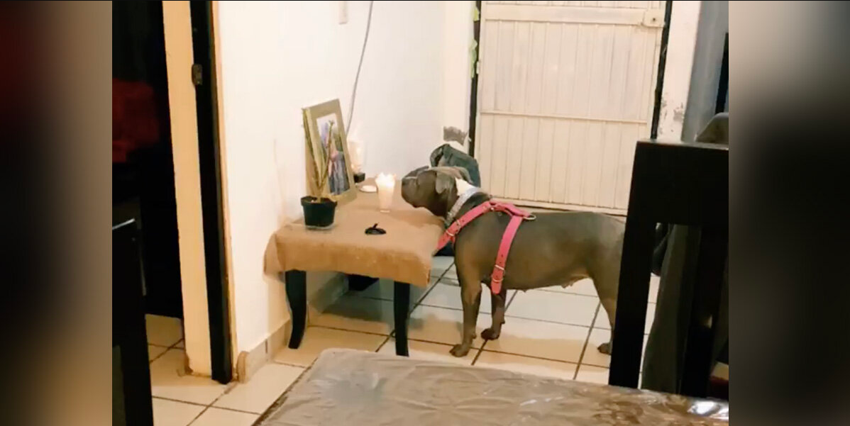 Grieving Dog Can’t Stop Staring at the Photo of the Grandmother She Lost