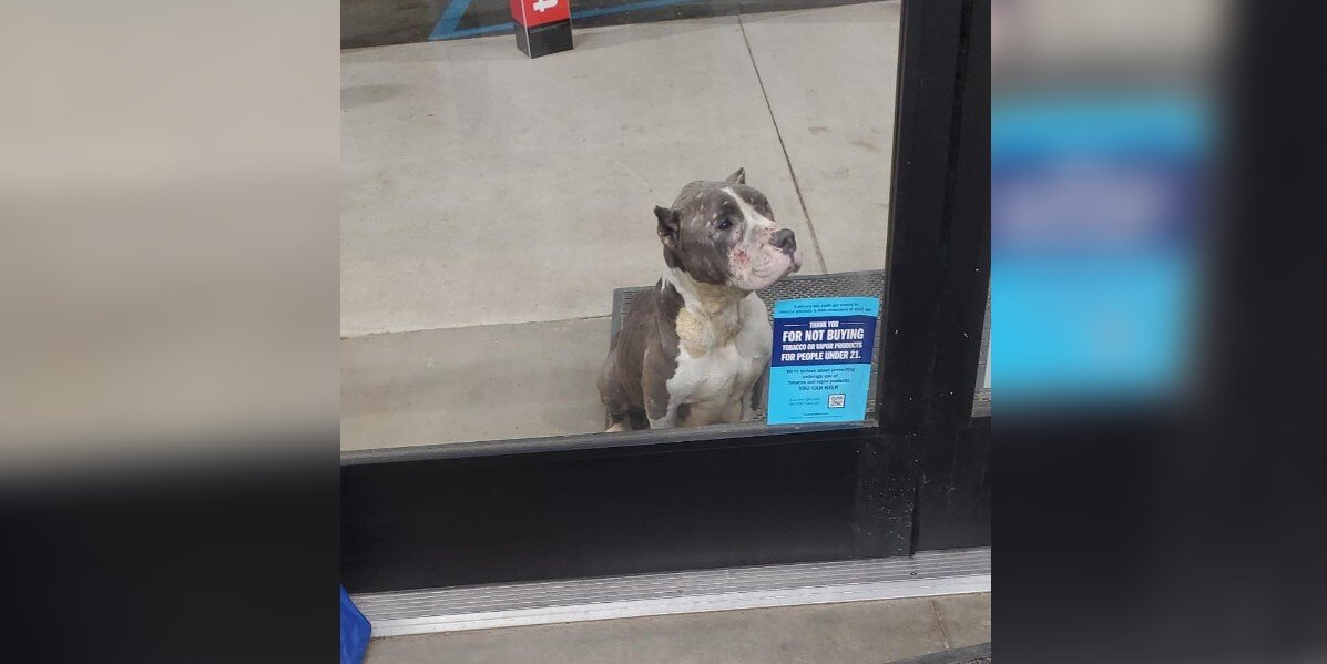 Shoppers Spot Pleading Eyes Outside a Store — And Realize She’s Not Alone