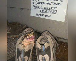 Woman Opens Her Heart — And Shoe — To A Tiny Toad Who Refused To Leave