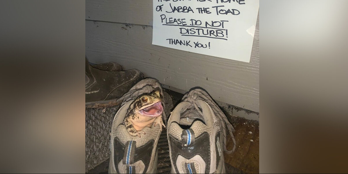 Woman Opens Her Heart — And Shoe — To A Tiny Toad Who Refused To Leave