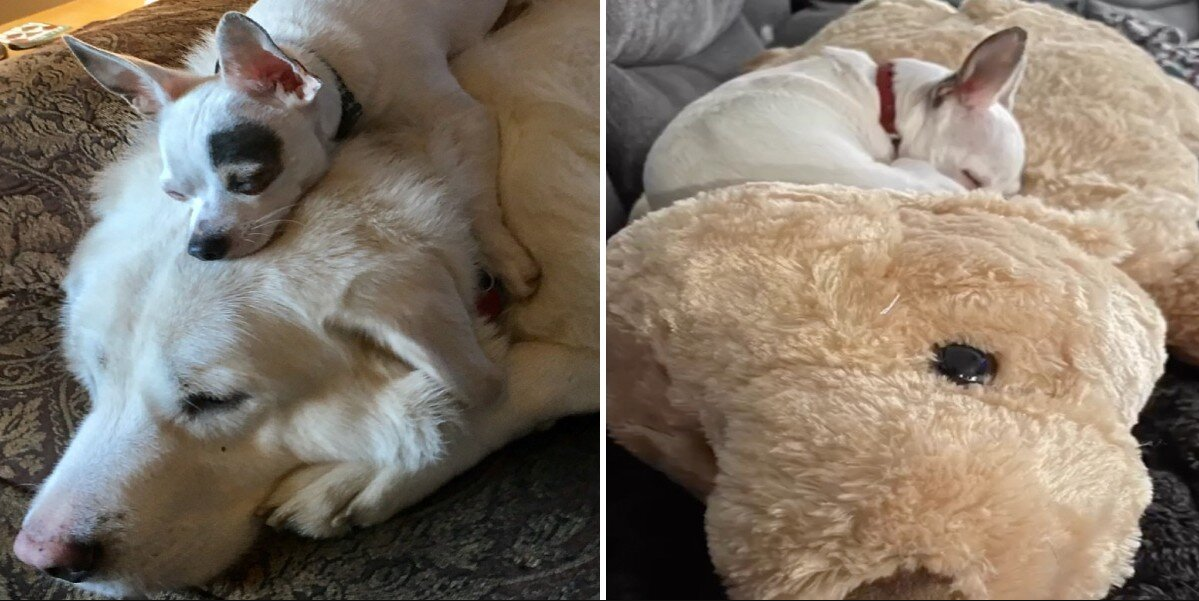 Grieving Chihuahua Finds Comfort in a Toy That Looks Just Like His Late Best Friend