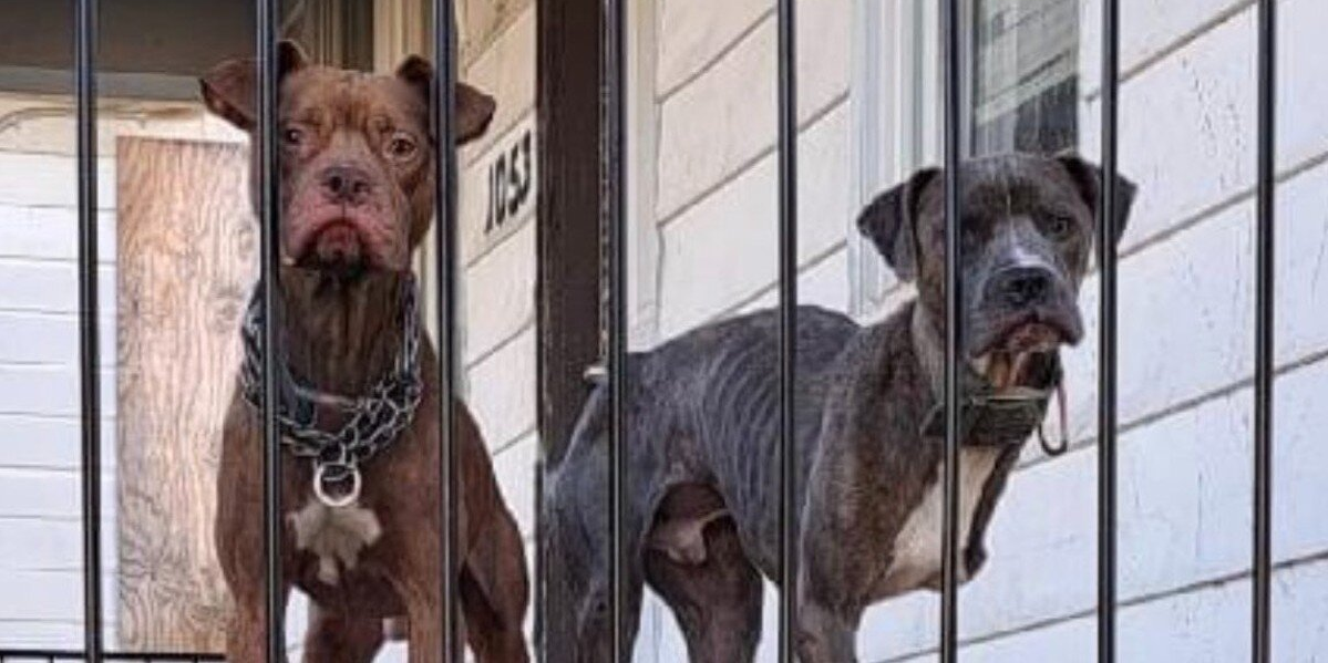 Dog Brothers Abandoned on Porch Watch the World Go By, Hoping Someone Will Notice