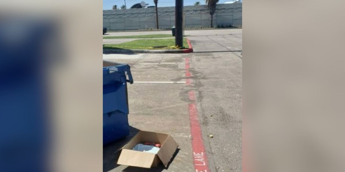 Woman Spots Cardboard Box Near Dumpster — And Discovers A Tiny Life Inside