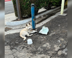 Abandoned Husky Puppy Tied to Pole Waits Days for Rescue — Until a Stranger Stops