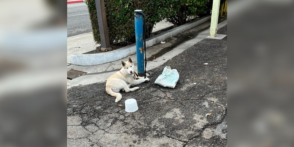 Abandoned Husky Puppy Tied to Pole Waits Days for Rescue — Until a Stranger Stops