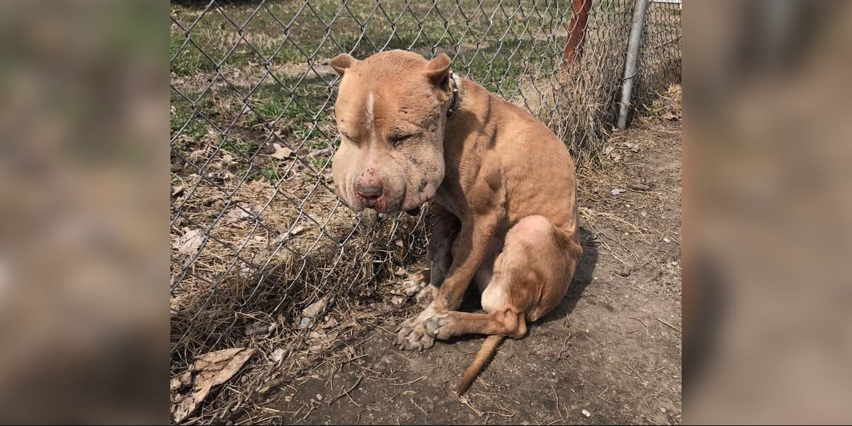 Pup With Severely Swollen Face Transforms After Heartbreaking Rescue