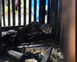 Otter Locked In Tiny Wooden Box For Years Finally Feels Water For The First Time