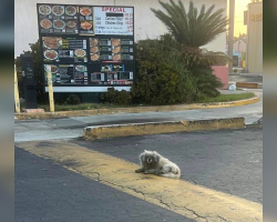 Stray Dog Slept Beneath Drive-Thru Menu For Months Until Someone Finally Noticed