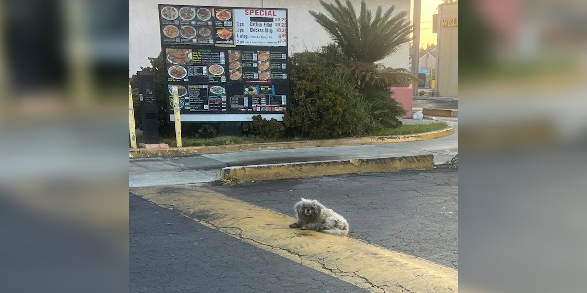 Stray Dog Slept Beneath Drive-Thru Menu For Months Until Someone Finally Noticed