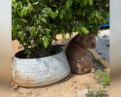 Abandoned Dog Tied to Magnolia Tree Can’t Understand Why No One’s Coming Back