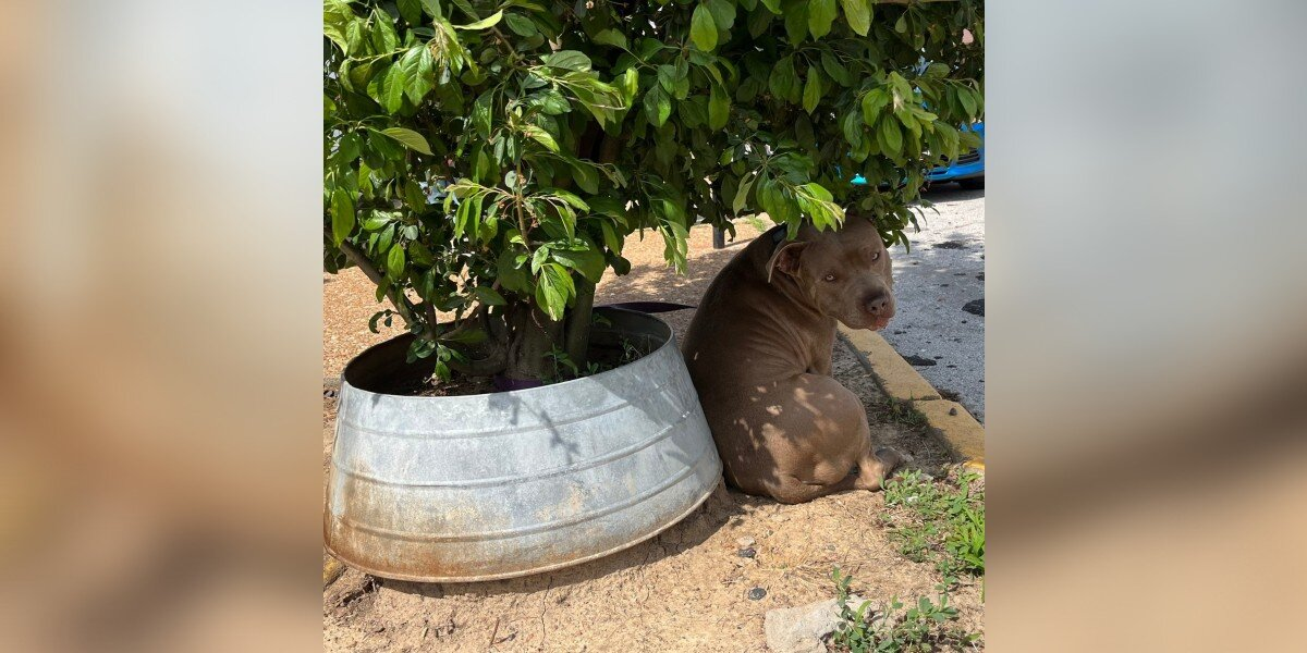 Abandoned Dog Tied to Magnolia Tree Can't Understand Why No One's Coming Back