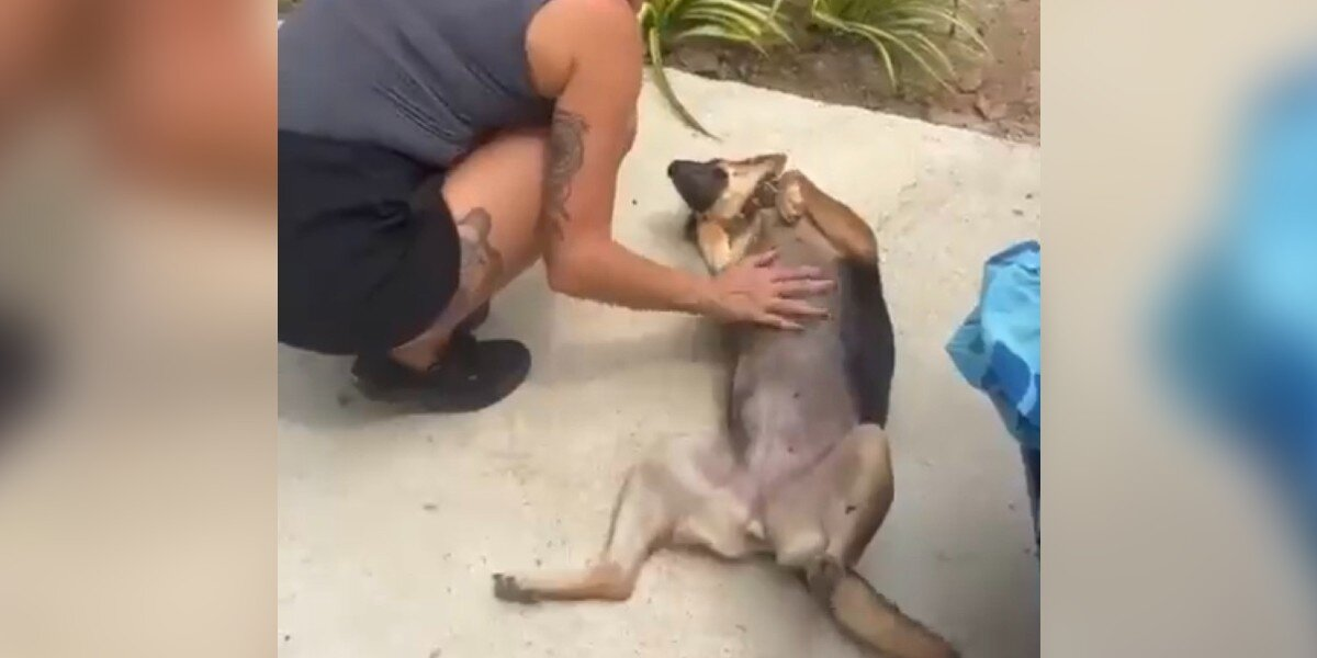 Hopeless Stray Dog Melts Hearts With Her Reaction to Finding Love