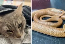 Hero Cat Dies After Saving Children From Venomous Snake