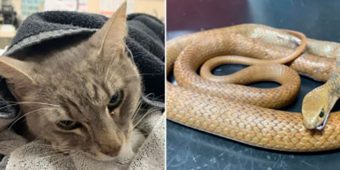 Hero Cat Dies After Saving Children From Venomous Snake