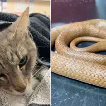 Hero Cat Dies After Saving Children From Venomous Snake