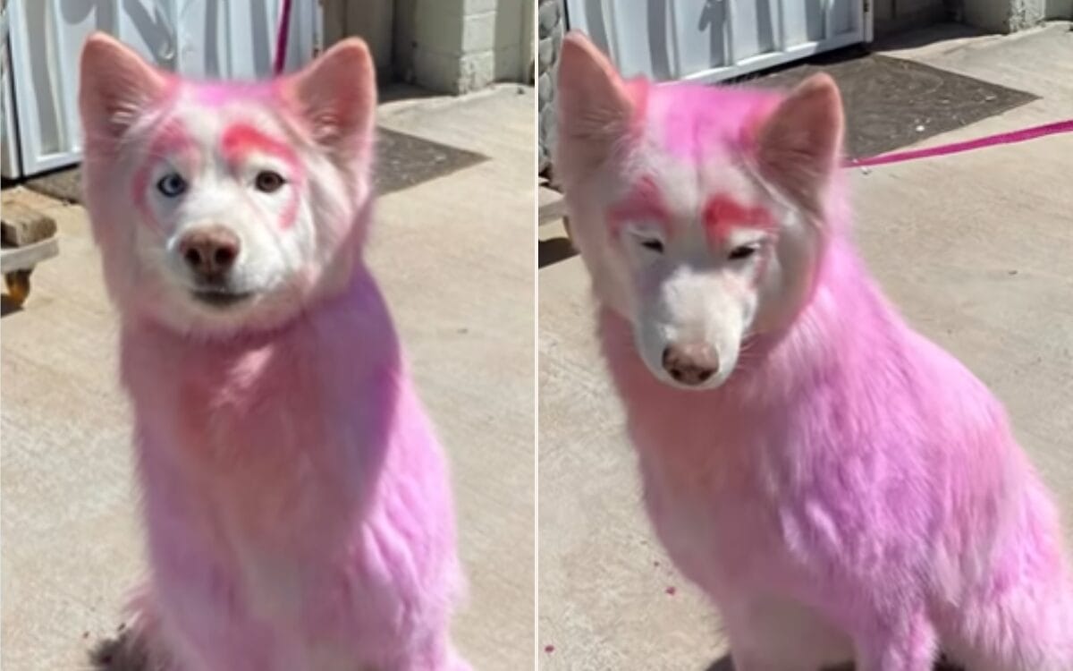 Shelter Rescues Senior Dog With Pink Fur, Heartbreak Over What Microchip Reveals