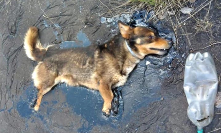 Dog Trapped In Tar Used All His Strength To Bark For Help