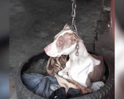 Chained and Broken, This Dog Couldn’t Even Rest Her Head – Until a Hero Stepped In