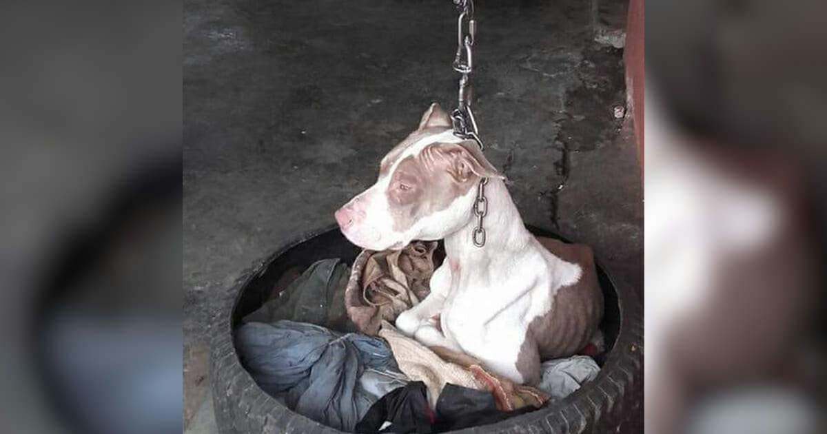 Chained and Broken, This Dog Couldn’t Even Rest Her Head – Until a Hero Stepped In